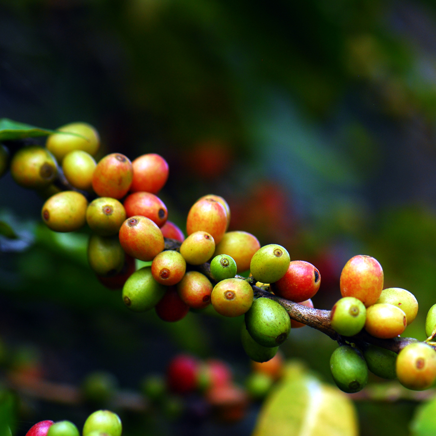 กาแฟอาราบิก้า Coffea arabica L.<br/>RUBIACEAE