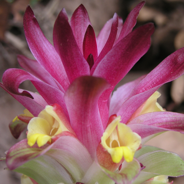 อาวแดง Curcuma angustifolia Roxb.<br/>ZINGIBERACEAE