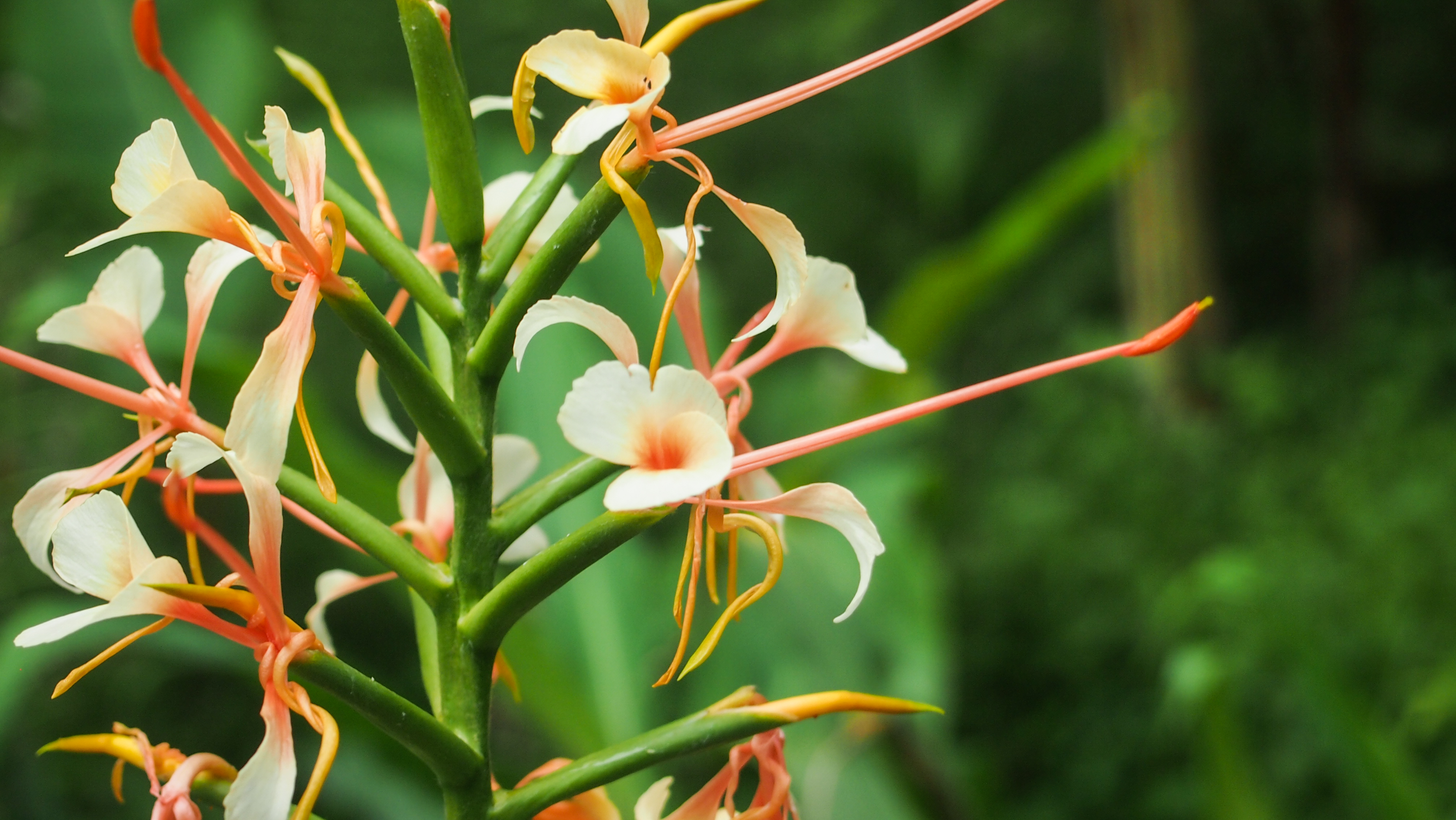 ข่าไฟ Hedychium coccineum Buch. - Ham. Ex Sm.<br/>ZINGIBERACEAE