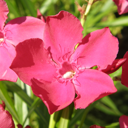 ยี่โถ Nerium oleander L.<br/>APOCYNACEAE