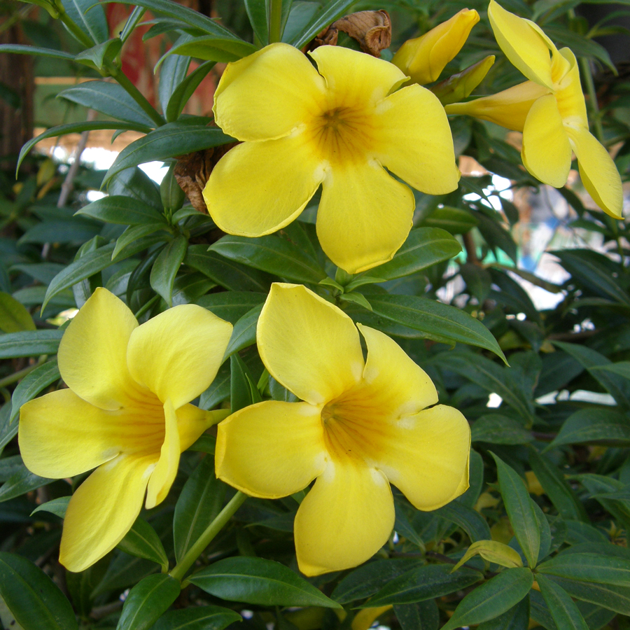 บานบุรี Allamanda cathartica L.<br/>APOCYNACEAE