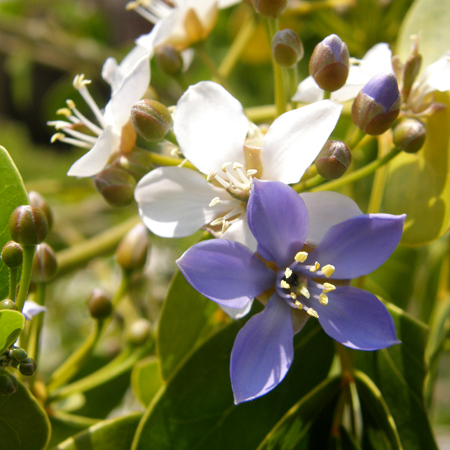 แก้วเจ้าจอม Guaiacum officinale L.<br/>ZYGOPHYLLACEAE