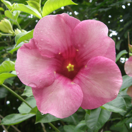 บานบุรีม่วง Allamanda blanchetii A. DC. , Allamanda violacea Gardn. & Field. <br/>APOCYNACEAE