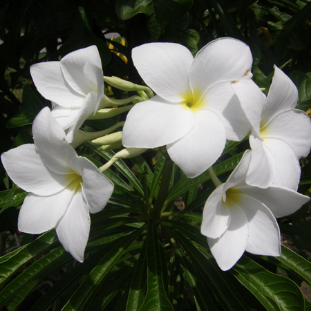 ลั่นทมใบศร Plumeria pudica Jacq.<br/>APOCYNACEAE