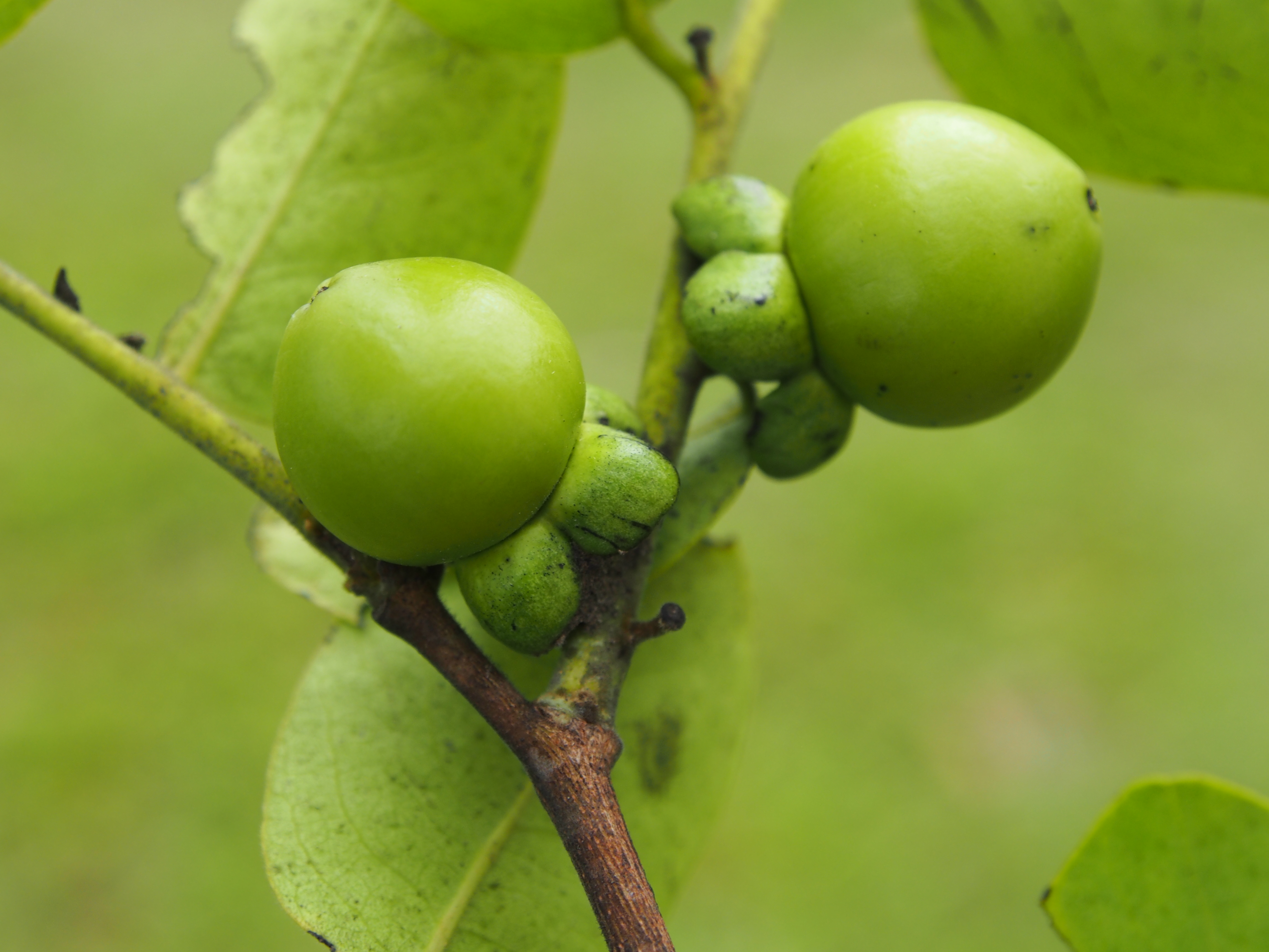 มะเกลือ Diospyros mollis Griff.<br/>EBENACEAE