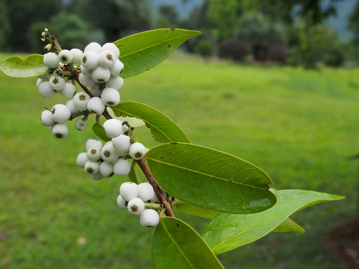 เสม็ดชุน Syzygium antisepticum (Blume) Merr. & L.M.Perry<br/>MYRTACEAE