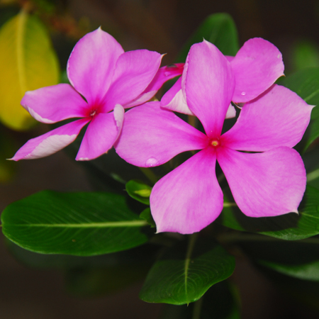 แพงพวยฝรั่ง Catharanthus roseus (L.) G. Don<br/>APOCYNACEAE