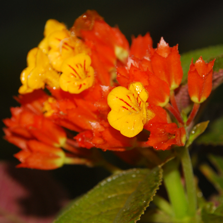 กาสะลองป่า Chrysothemis pulchella (Donn ex Sims) Decne.<br/>GESNERIACEAE