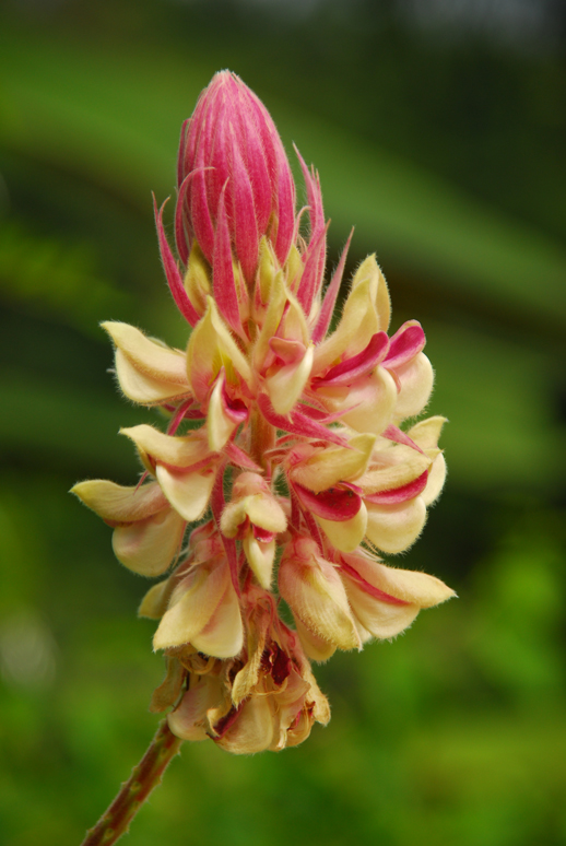 กันภัย Afgekia sericea Craib<br/>FABACEAE (LEGUMINOSAE-PAPILIONOIDEAE)