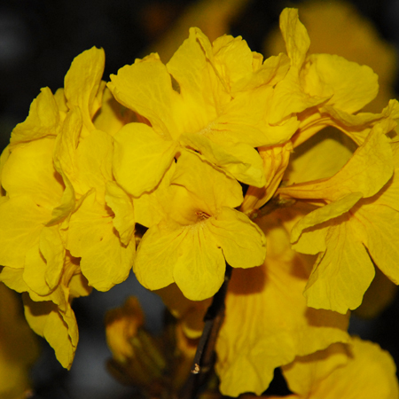 เหลืองเชียงราย Tabebuia chrysotricha (Mart. ex DC.) Standl.<br/>BIGNONIACEAE