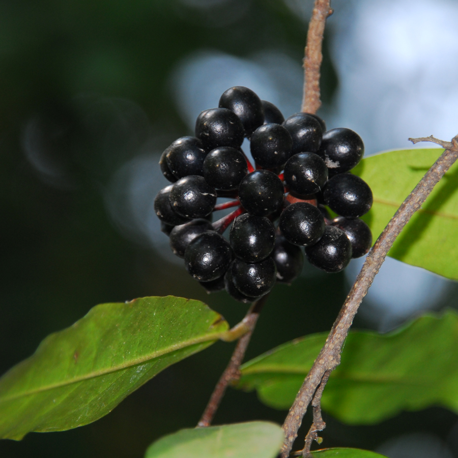 กลึงกล่อม Polyalthia suberosa (Roxb.) Thwaites<br/>ANNONACEAE