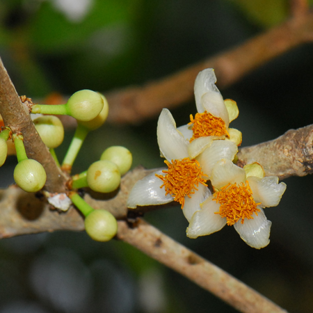 สารภี Mammea siamensis (Miq.) T.Anderson<br/>CLUSIACEAE (GUTTIFERAE)