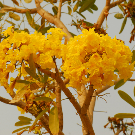 เหลืองปรีดียาธร   Tabebuia argentea Britt.<br/>BIGNONIACEAE