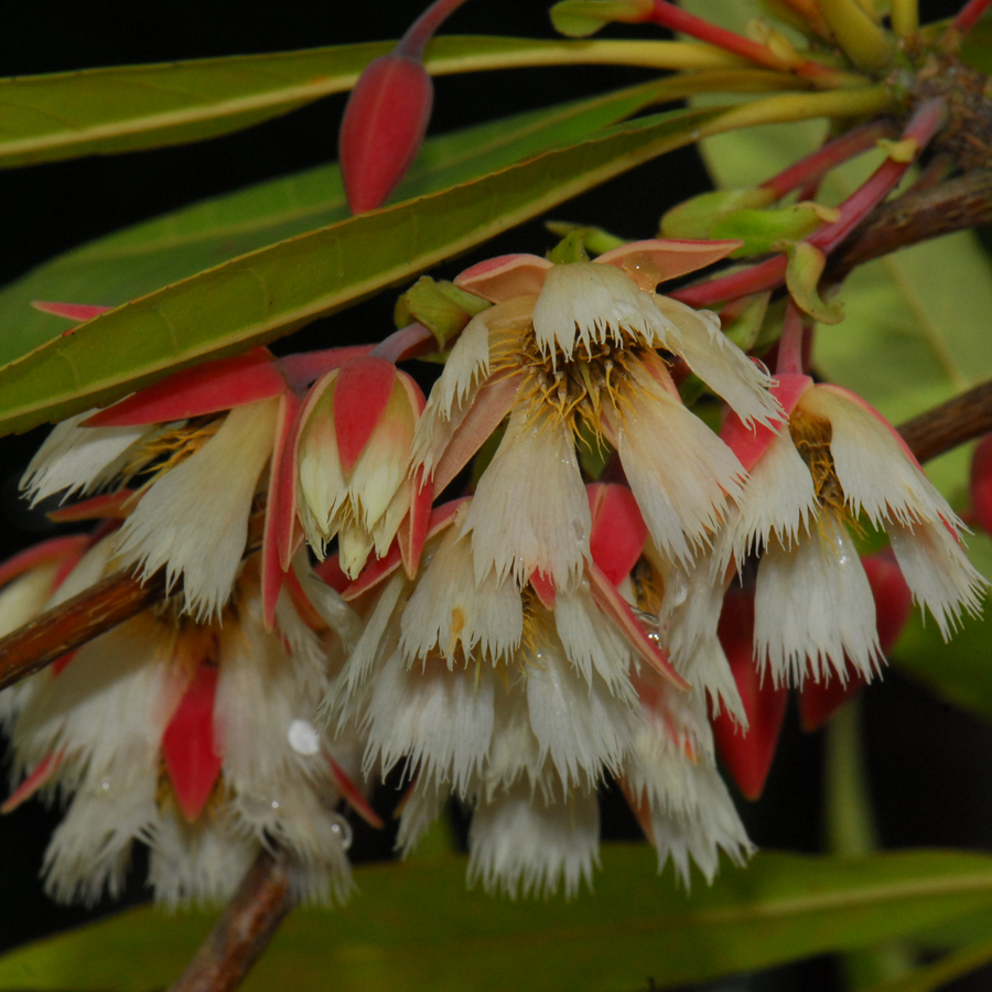 ไคร้ย้อย Elaeocarpus grandiflorus  Sm.<br/>ELAEOCARPACEAE