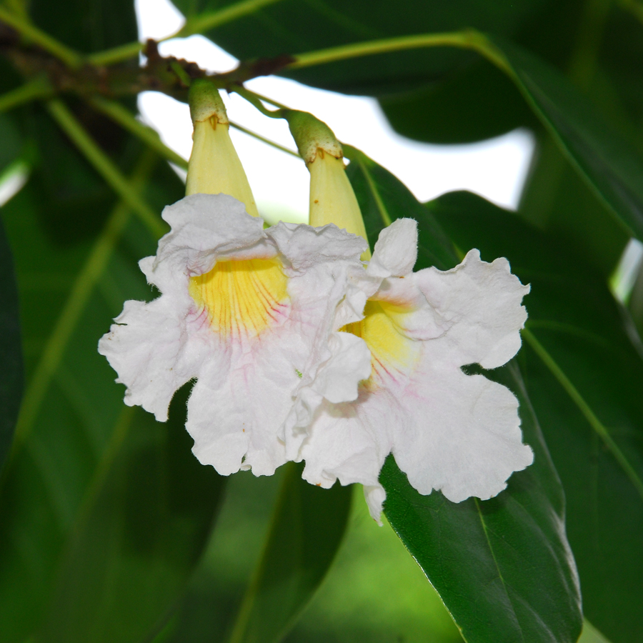 แตรชมพู   Tabebuia pallida (Lindl.) Miers<br/>BIGNONIACEAE