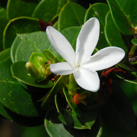 หีบไม้งาม Carissa macrocarpa (Ecklon) A. DC. cv. Boxwood Beauty<br/>APOCYNACEAE