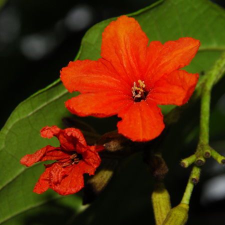 หมันแดง Cordia sebestena L.<br/>BORAGINACEAE