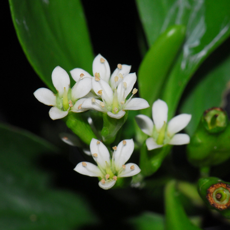 ฝาดดอกขาว Lumnitzera racemosa Willd.<br/>COMBRETACEAE