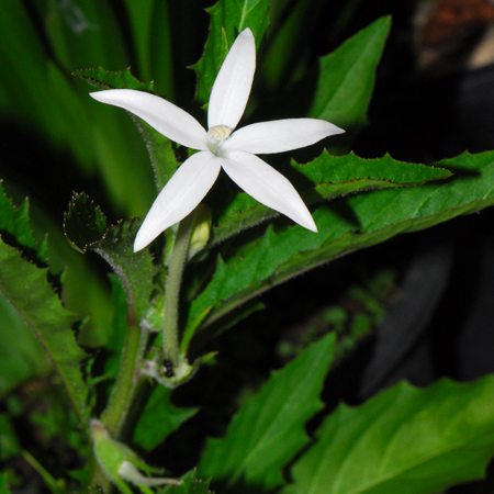 แสนประสะ Laurentia longiflora (L.) Peterm.<br/>CAMPANULACEAE