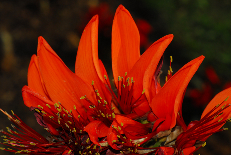 	ทองหลางลาย Erythrina variegata Linn.<br/>FABACEAE (LEGUMINOSAE-PAPILIONOIDEAE)