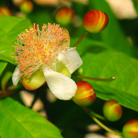 รสสุคนธ์แดง Tetracera indica (Christm. & Panz.) Merr.<br/>DILLENIACEAE