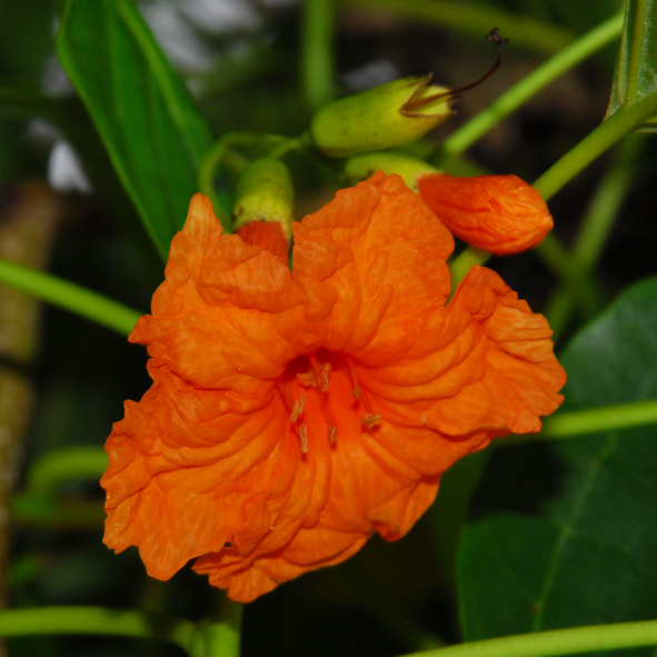 หมันทะเล Cordia subcordata Lam.<br/>BORAGINACEAE