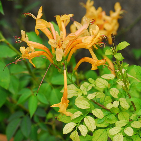 พวงแสดต้น Tecoma capensis (Thunb.) Lindl.<br/>BIGNONIACEAE