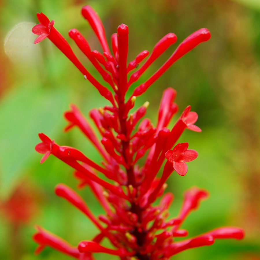 แดงประทัด Odontonema cuspidatum (Nees) Kuntze<br/>ACANTHACEAE