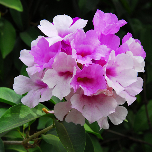 กระเทียมเถา Mansoa hymenaea (DC.) A.H.Gentry<br/>Bignoniaceae