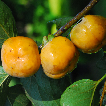 พลับ Diospyros kaki L.<br/>EBENACEAE