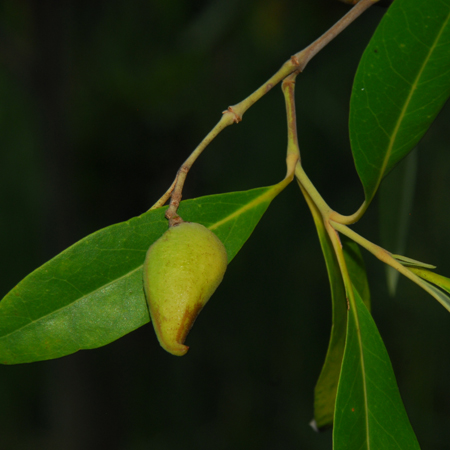 แสมขาว Avicennia alba Blume<br/>AVICENnIACEAE