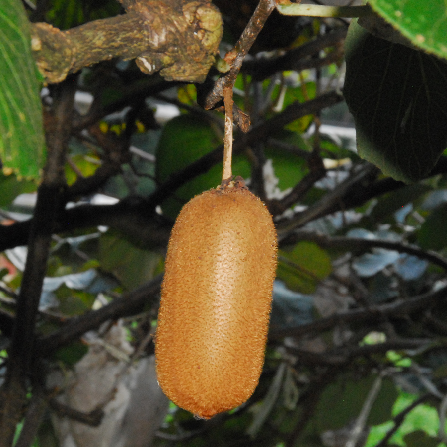 กีวี Actinidia deliciosa (A. Chev.) Liang & A.R.Ferg.<br/>ACTINIDIACEAE