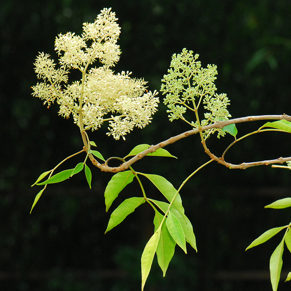 จันทร์ทอง Fraxinus floribunda Wall.<br/>OLEACEAE