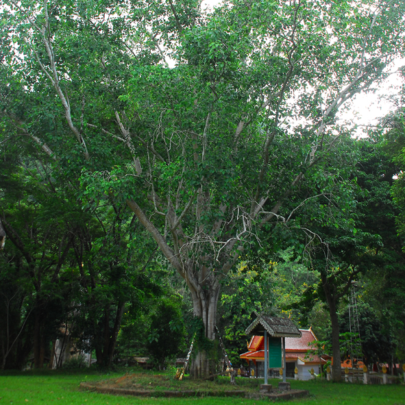 โพศรีมหาโพ Ficus religiosa Linn<br/>MORACEAE