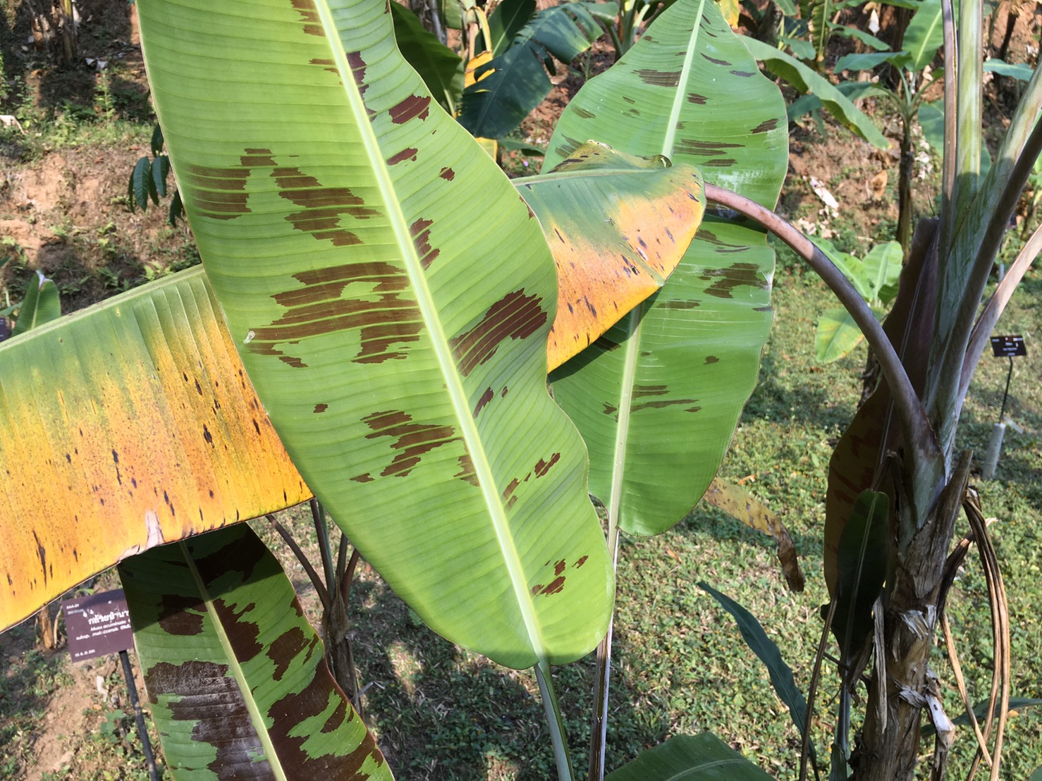 กล้วยป่าตะเนาะปูเต๊ะ Musa acuminata Colla ssp. malaccensis (Rindl.) Simmonds (กล้วยป่าตะเนาะปูเต๊ะ)<br/>MUSACEAE