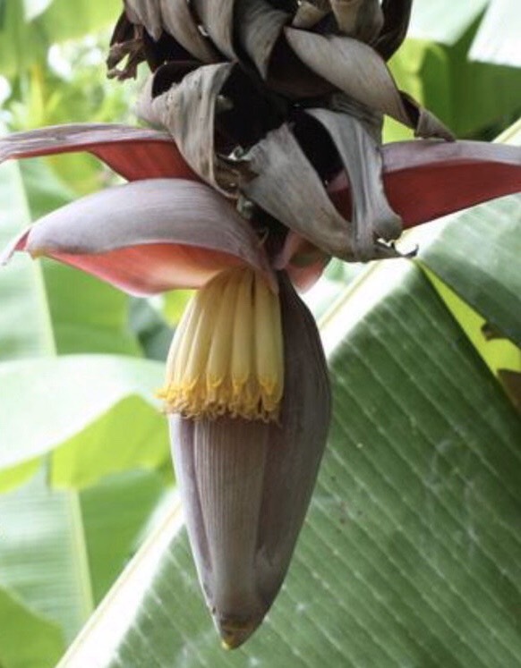 กล้วยตานีป่าภูพิงค์  Musa balbisiana Colla (กล้วยตานีป่าภูพิงค์) <br/>MUSACEAE