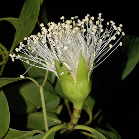 ลำแพนหิน Sonneratia griffithii Kurz<br/>SONNERATIACEAE