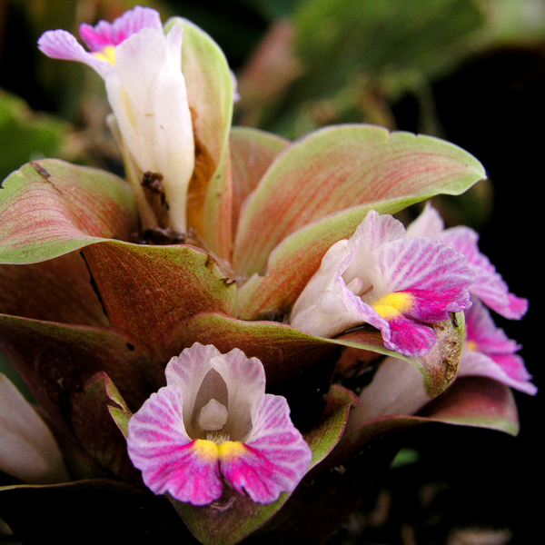 กระเจียวงาม Curcuma bella C. Maknoi, P. Sirirugsa & K. Larsen <br/>ZINGIBERACEAE