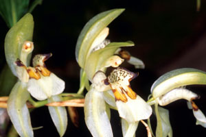 เอื้องเทียนใหญ่ Coelogyne assamica Linden. & Rchb.f.<br/>ORCHIDACEAE