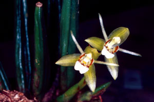 เอื้องเทียนไทย Coelogyne guadratiloba Gagnep.<br/>ORCHIDACEAE