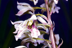 ว่านอึ่งอ่าง Eulophia bicallosa (D.Don) Hunt&Summerh.<br/>ORCHIDACEAE