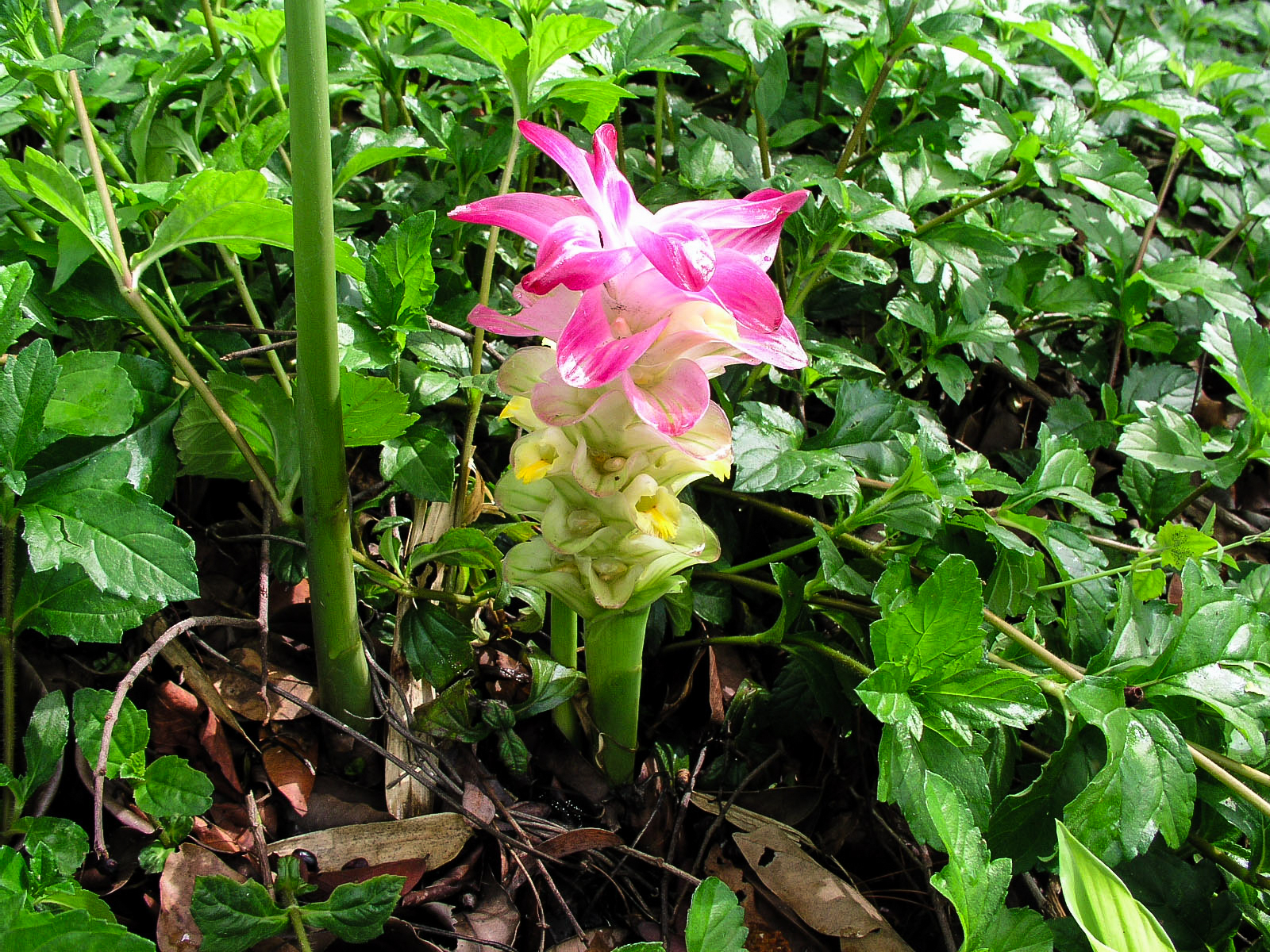 มหากำลัง Curcuma latifolia Roxb.<br/>Zingiberaceae