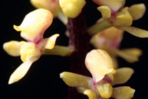 เอื้องเสือแผ้วน้อย Pomatocalpa maculosum var. andamanicum S. Watthana<br/>ORCHIDACEAE