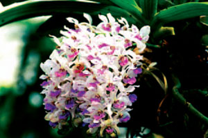 ช้างกระ Rhynchostylis gigantea (Lindl.) Ridl.<br/>ORCHIDACEAE