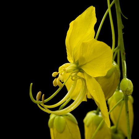 ราชพฤกษ์ Cassia fistula L.<br/>CAESALPINIACEAE