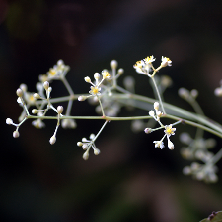 แตยอ     Cinnamomum rhynchophyllum Miq.<br/>LAURACEAE