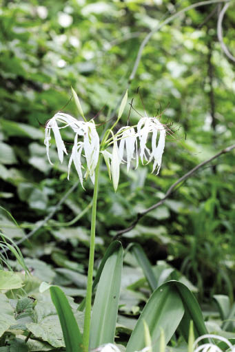 บัวบก Crinum wattii Baker<br/>AMARYLLIDACEAE