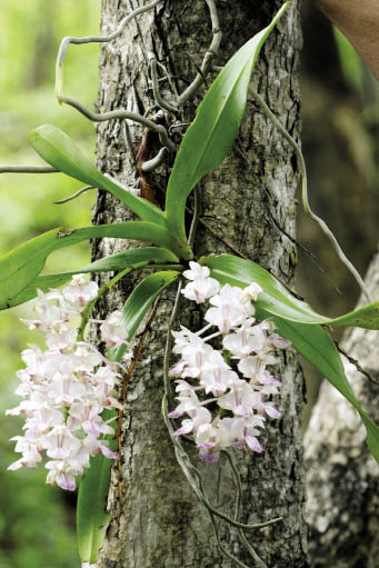 เอื้องกุหลาบกระเป๋าเปิด Aerides falcata Lindl. & Paxton<br/>ORCHIDACEAE