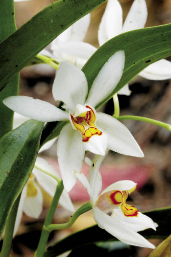 สกาวจันทร์ Coelogyne corymbosa Lindl. subsp. chiangmaiensis A.Subedi<br/>ORCHIDACEAE