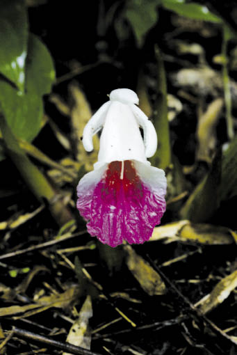 กระชายแมกซ์เวล Boesenbergia maxwellii Mood, L.M.Prince & Triboun<br/>ZINGIBERACEAE